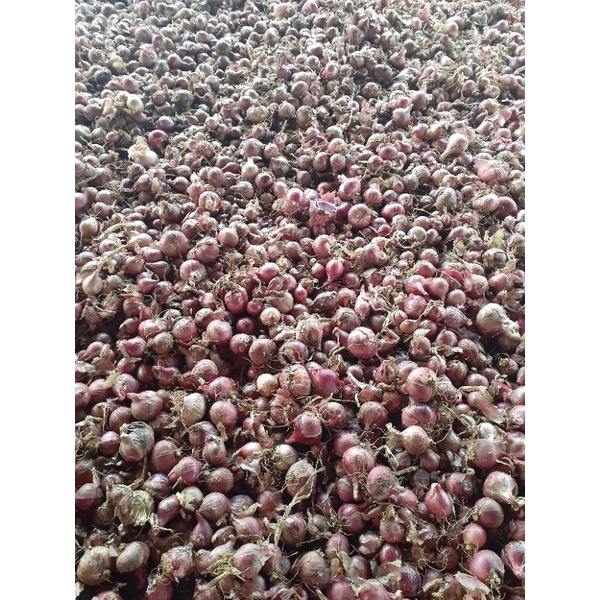 

Bawang merah super