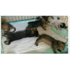 SENSI PAD / LEMBAR / ALAS OMPOL KUCING 60x90 ECERAN/under pad underpad perlak