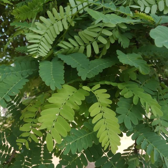 

daun asam Jawa pres per 300 gram atau Tamarindus Indica pres