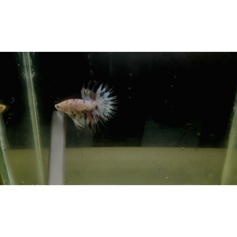 ikan cupang crowntail multicolor