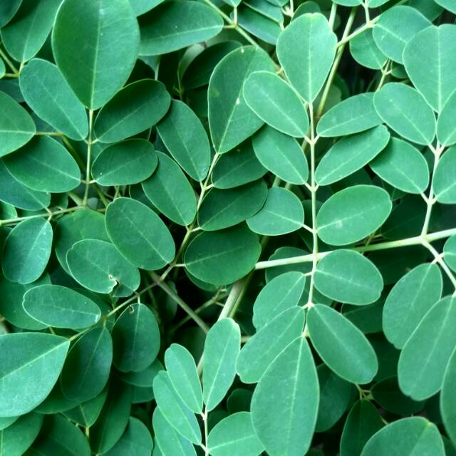 

10 bungkus Teh daun kelor bisa berkali kali seduh