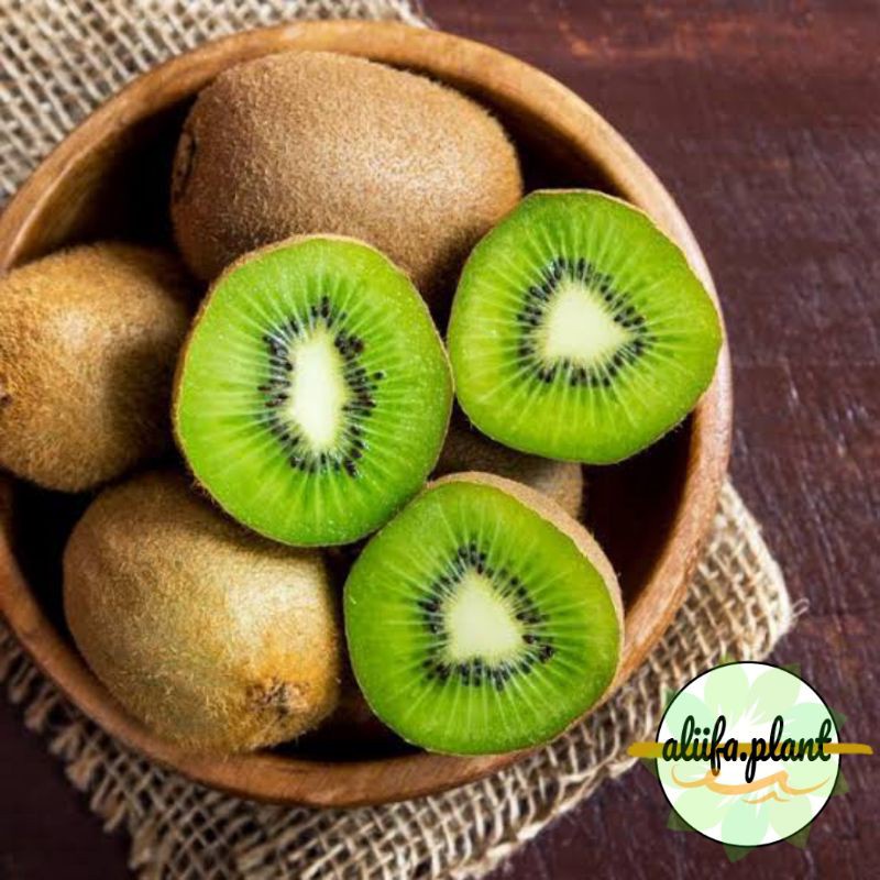 Bibit Buah Kiwi //kiwi //kiwi //kiwi