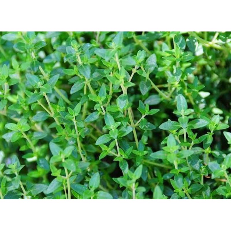 Amefurashi Bibit / 200 Benih / Herb Thyme Seed Thymus Vulgare