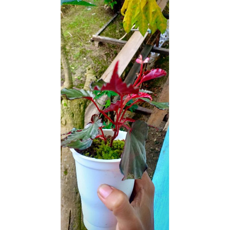Begonia Red Velvet