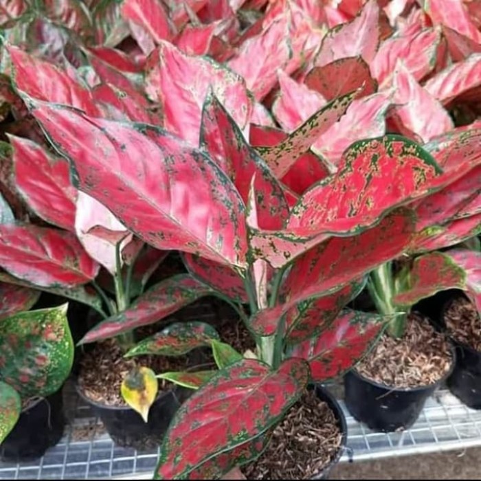 Tanaman Hias Aglonema Red King - Pohon Aglonema - Aglonema