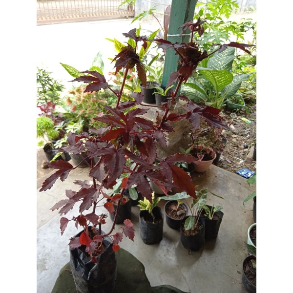 tanaman hias red panama