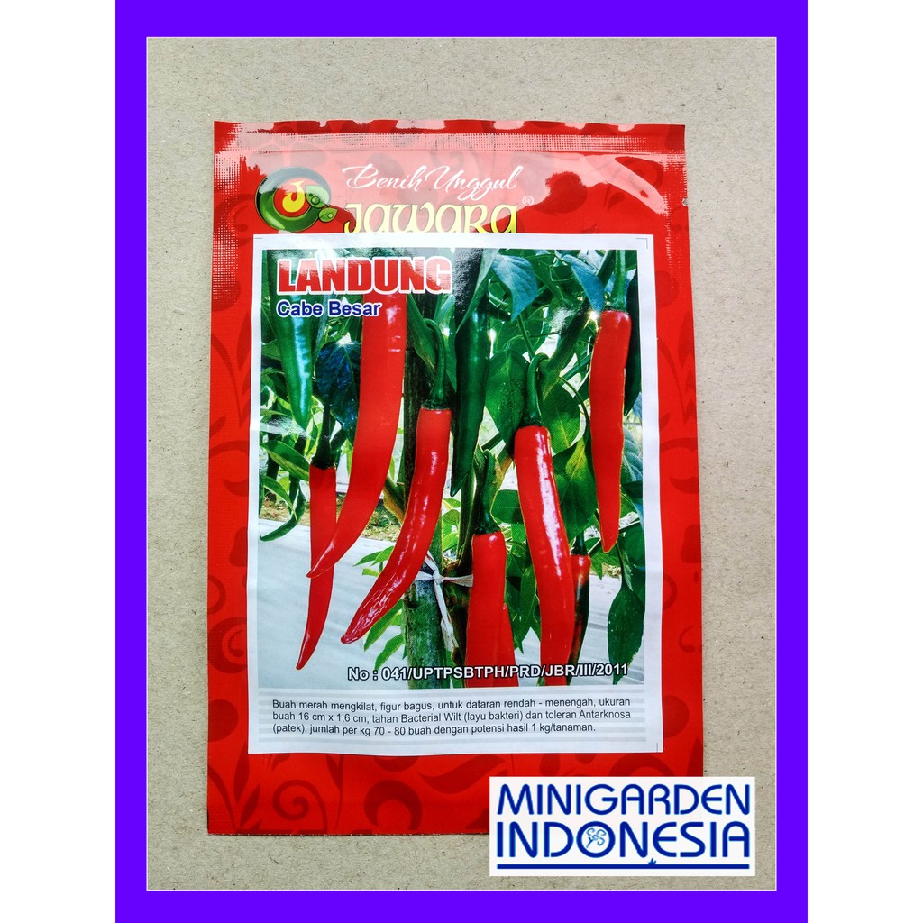 CABAI BESAR LANDUNG PACK 10 GRAM Benih Bibit Pertanian Cabe Cabai Merah Besar LANDUNG Jawara