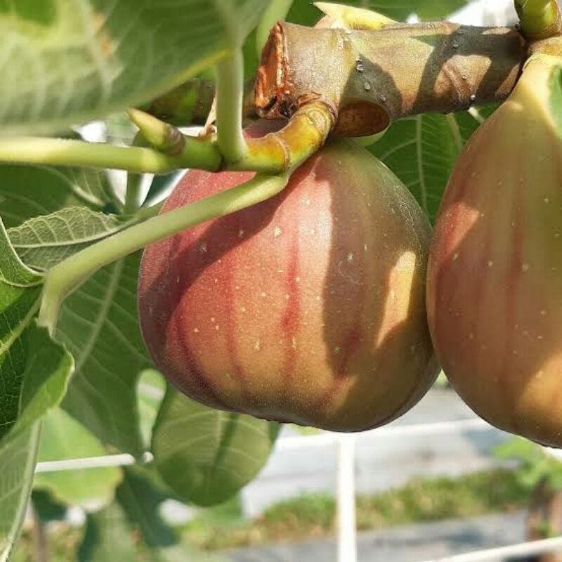 Bibit buah tin SUJU buah tin merah super jumbo(fresh cangkok)