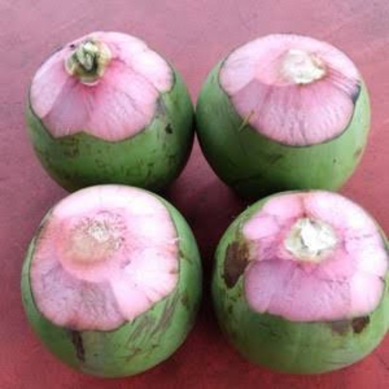 Kelapa ijo ( cm ) camani, kelapa ijo cupat merah asli