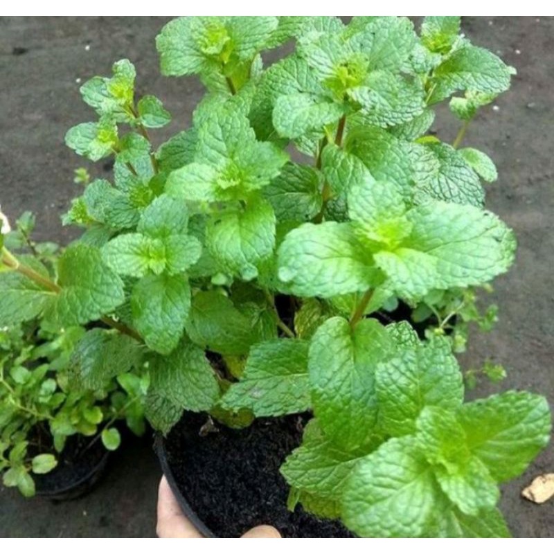 Bibit tanaman daun Mint import (common mint/mojito)