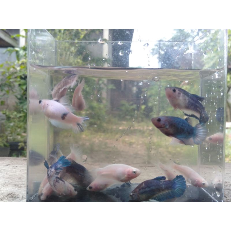 promo termurah cupang hias murah, Bahanan white scale