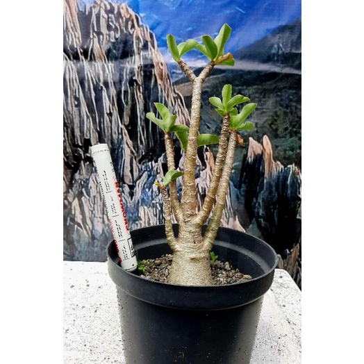 Adenium Black MKMK (Muangkong Marokot)