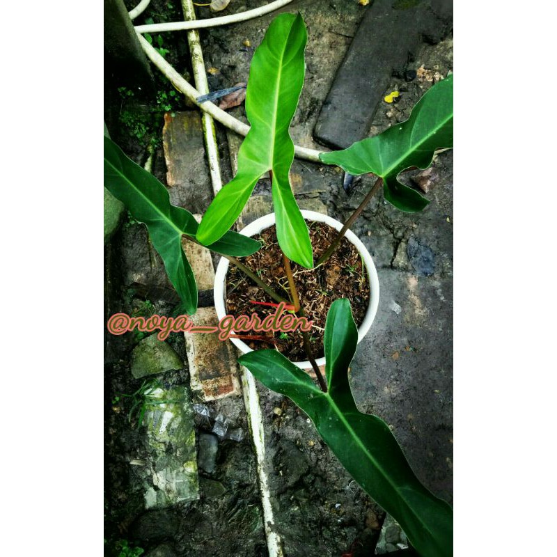 Philodendron Mexicanum