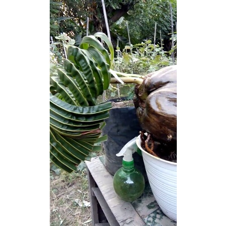 bonsai kelapa murah, bagus, unik dan daun cukup kerdil