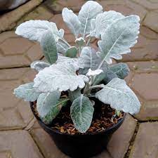 Silver dust daun besar - TANAMAN PUTRI SALJU / SILVER DUST DAUN LEBAR bunga kembang hias murah