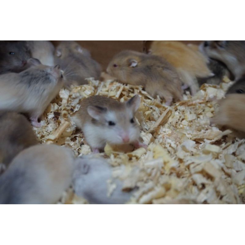 Jual hamster roborovski winter white syrian campble panda