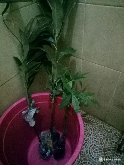 Bibit Tanaman Buah Sawo Kecik