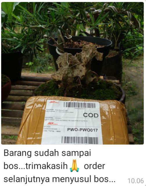 Kawat Bonsai Aluminium 2 Mm