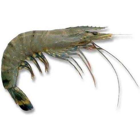 

[COD] Udang Windu/Tiger [COD]