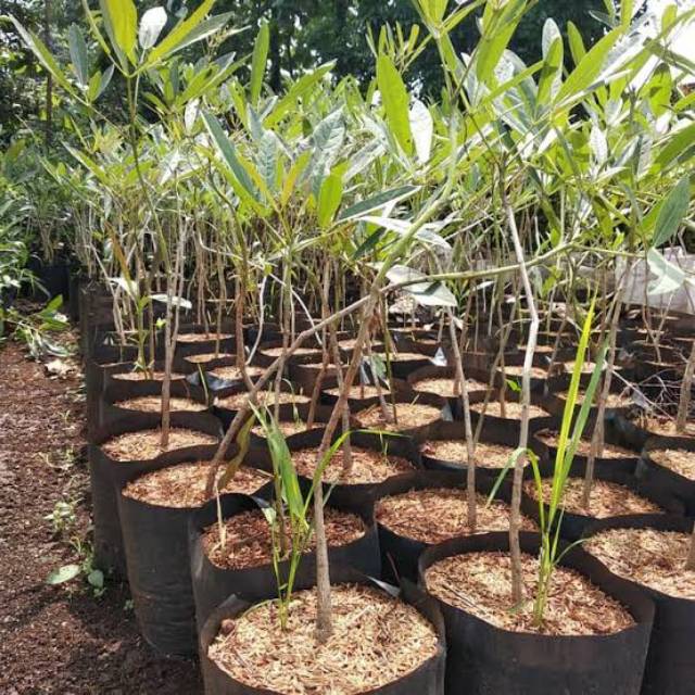 Bibit tabebuya kuning