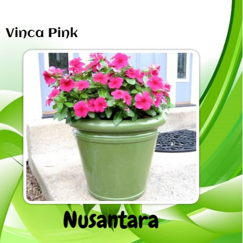 Bibit Bunga Vinca Pink