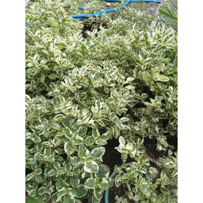 Tanaman Hias Bunga Gantung Krokot