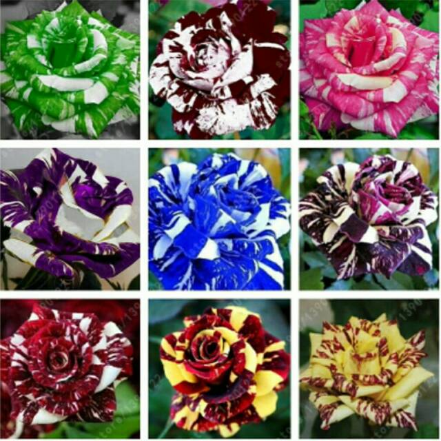Gambar Bunga Mawar Warna Warni Gambar Ngetrend Dan Viral