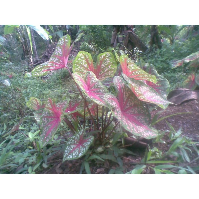 Jual Talas kembang merah / tanaman hias Diskon