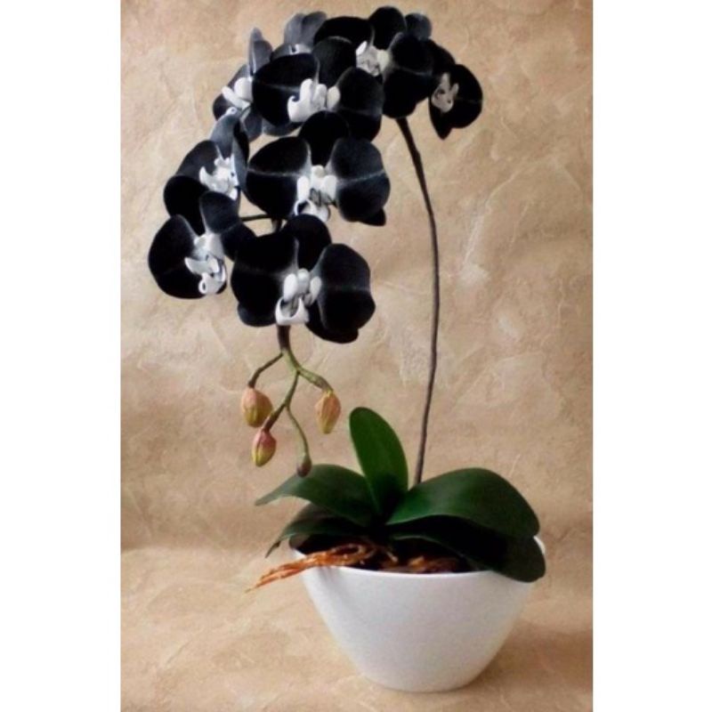 tanaman hias anggrek dendrobium hitam langka