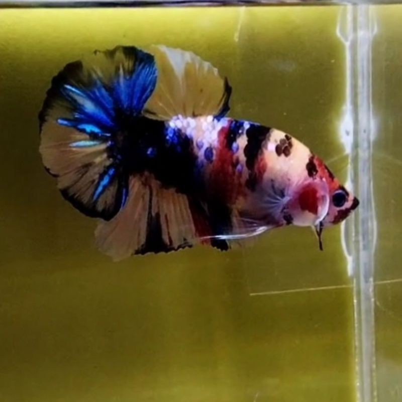 (Real Pic) ikan cupang betta fish yellow base multi colour, cantik sesuai gambar dan video.