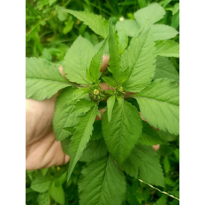 

promo jual daun ketul segar per 1 kg Obat batuk