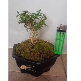 Bonsai Mame Anting Putri Micro