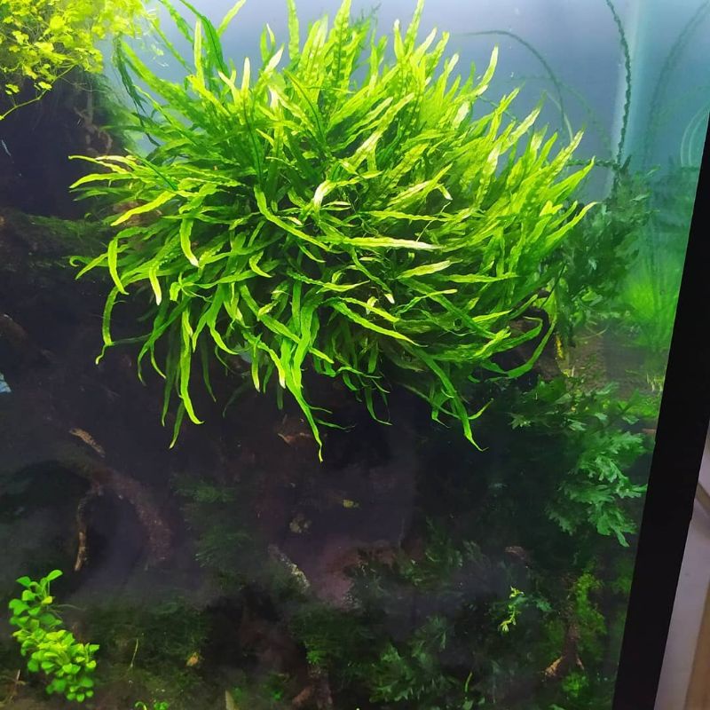 kadaka needle/microsorum needle perdaun/batangan tanaman aquascape