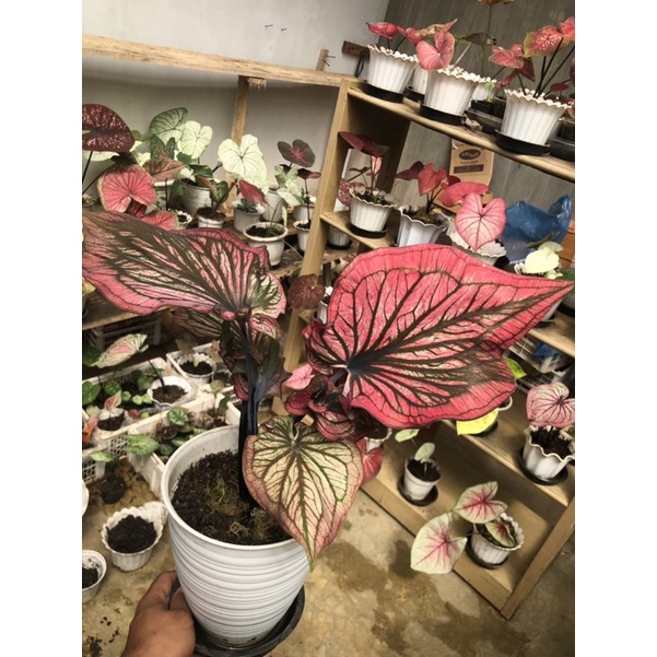 Caladium Daun Ganda Red Blacklist,Caladium Hybrid,caladium murah,caladium thailand