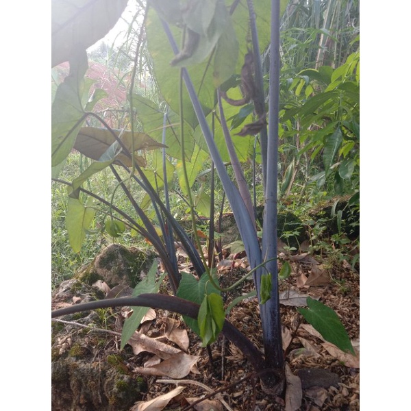 

Talas Lompong Sayur fress segar 500