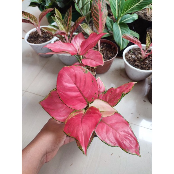 Aglonema Pink katrina