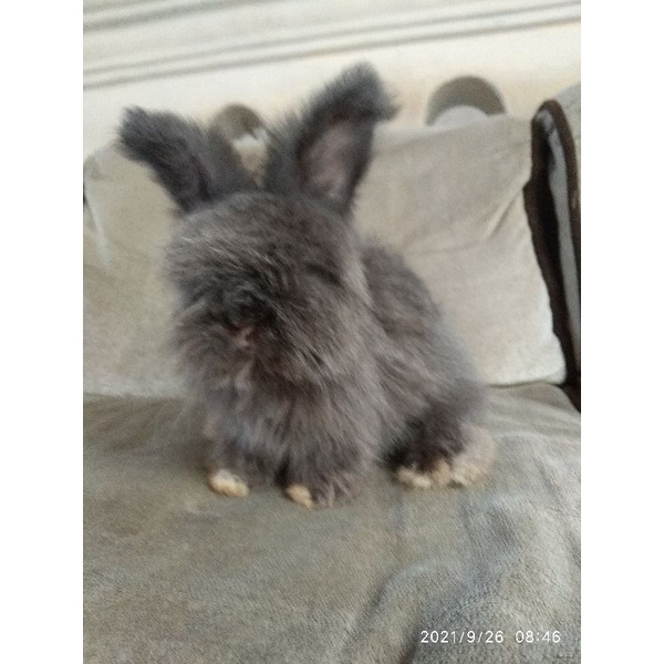 Kelinci anggora inggris