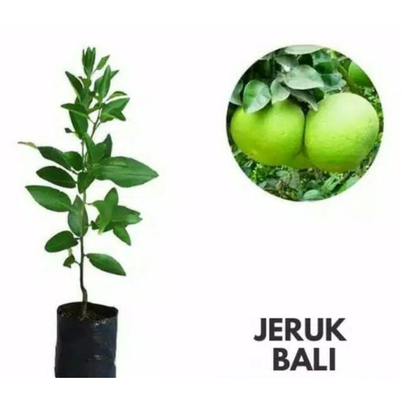 Bibit Pohon Jeruk Bali