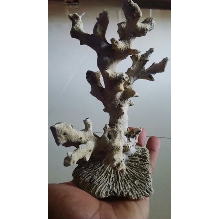 batu karang Rangkai batu karang jumbo  BESAR tingggi rata 15cm