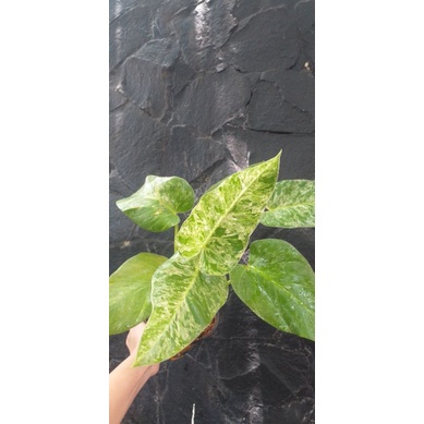 philodendron giganteum marble