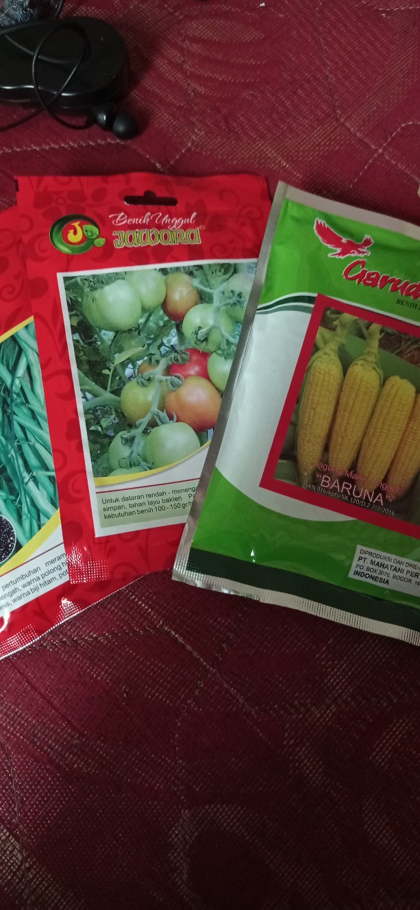 Benih Buncis Biji Hitam Magnum 100 Gram