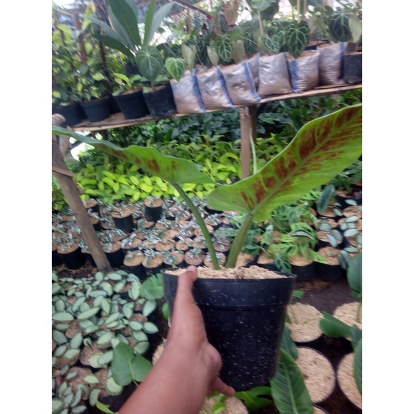 philodendron subhastatum