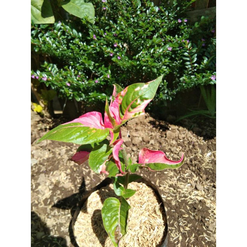 tanaman hias bayam daun pink