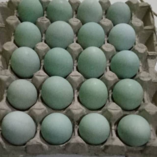 

Telur asin fresh 3500