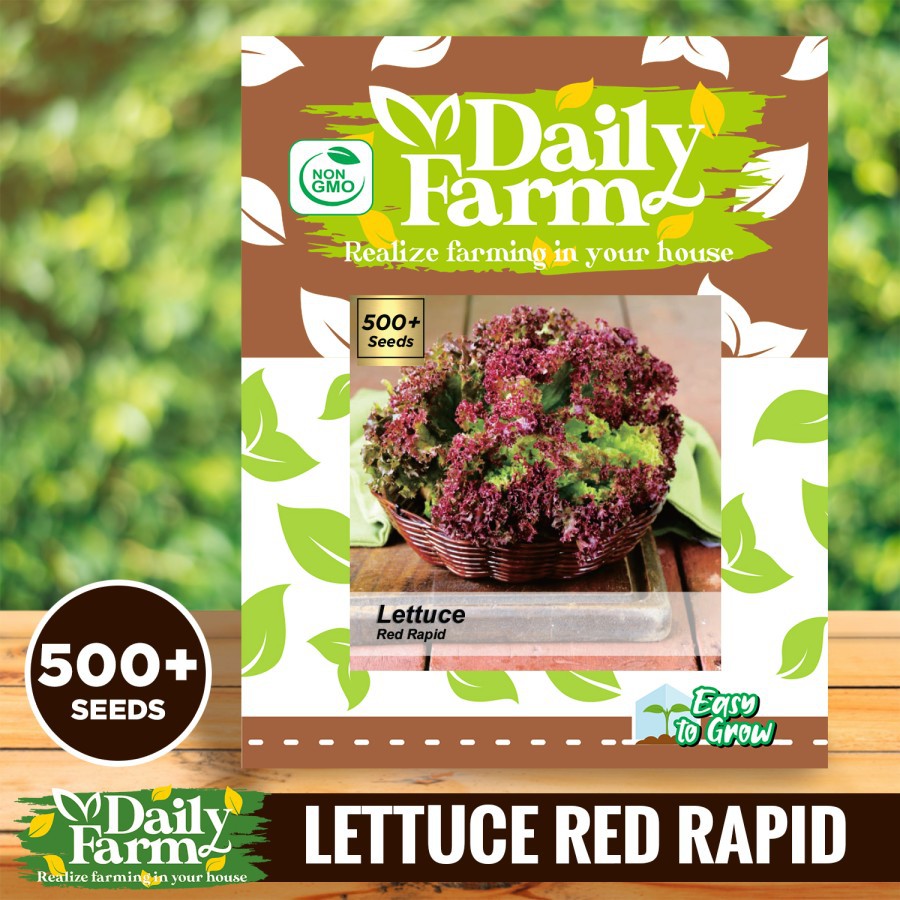 Benih Selada - Lettuce Red Rapid - Daily Farm