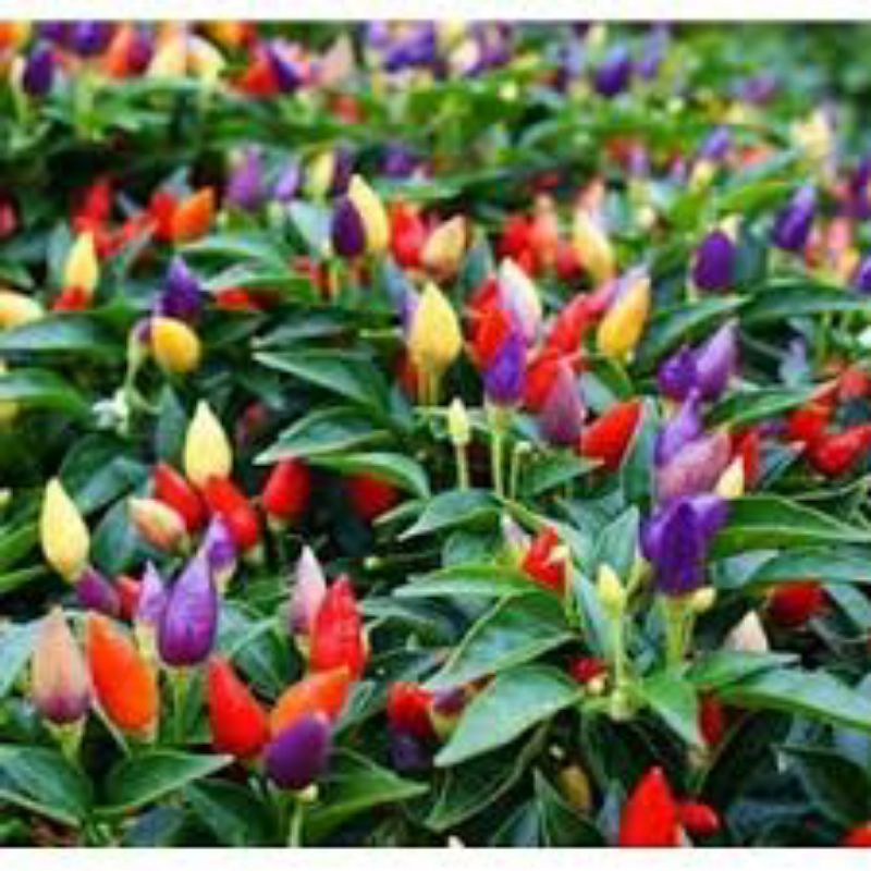 Bibit cabe pelangi benih unggul cabe pelangi