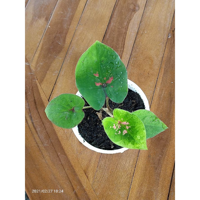 Caladium Uncle Marley Hybrid 37 H37