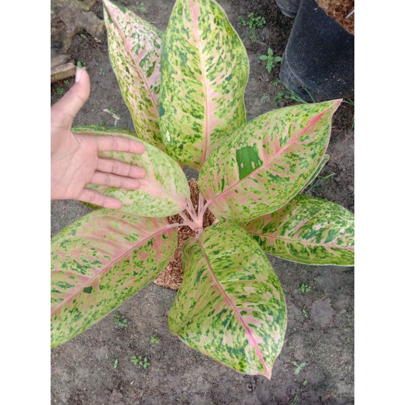 AGLONEMA BIG ROY JUMBO MURAH