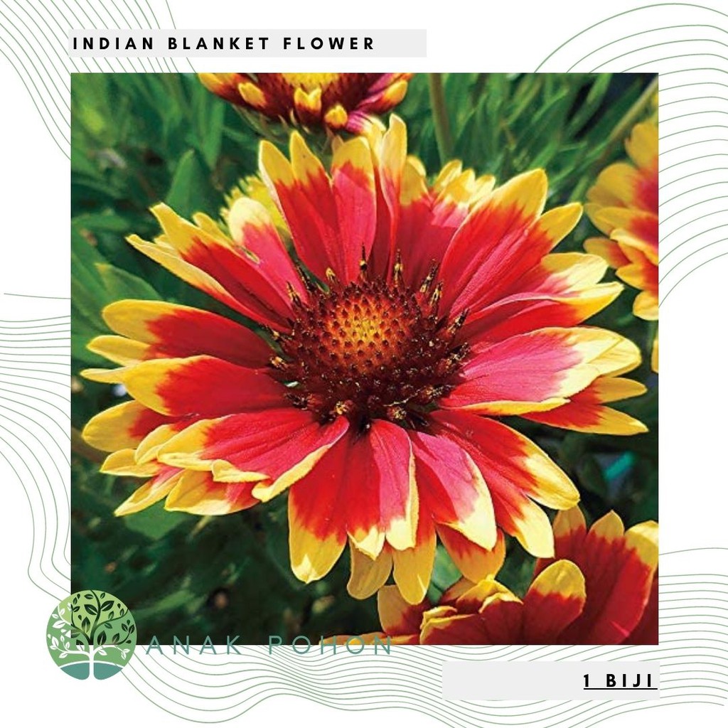 Benih Bibit Biji - Bunga Indian Blanket Flower Seeds - IMPORT