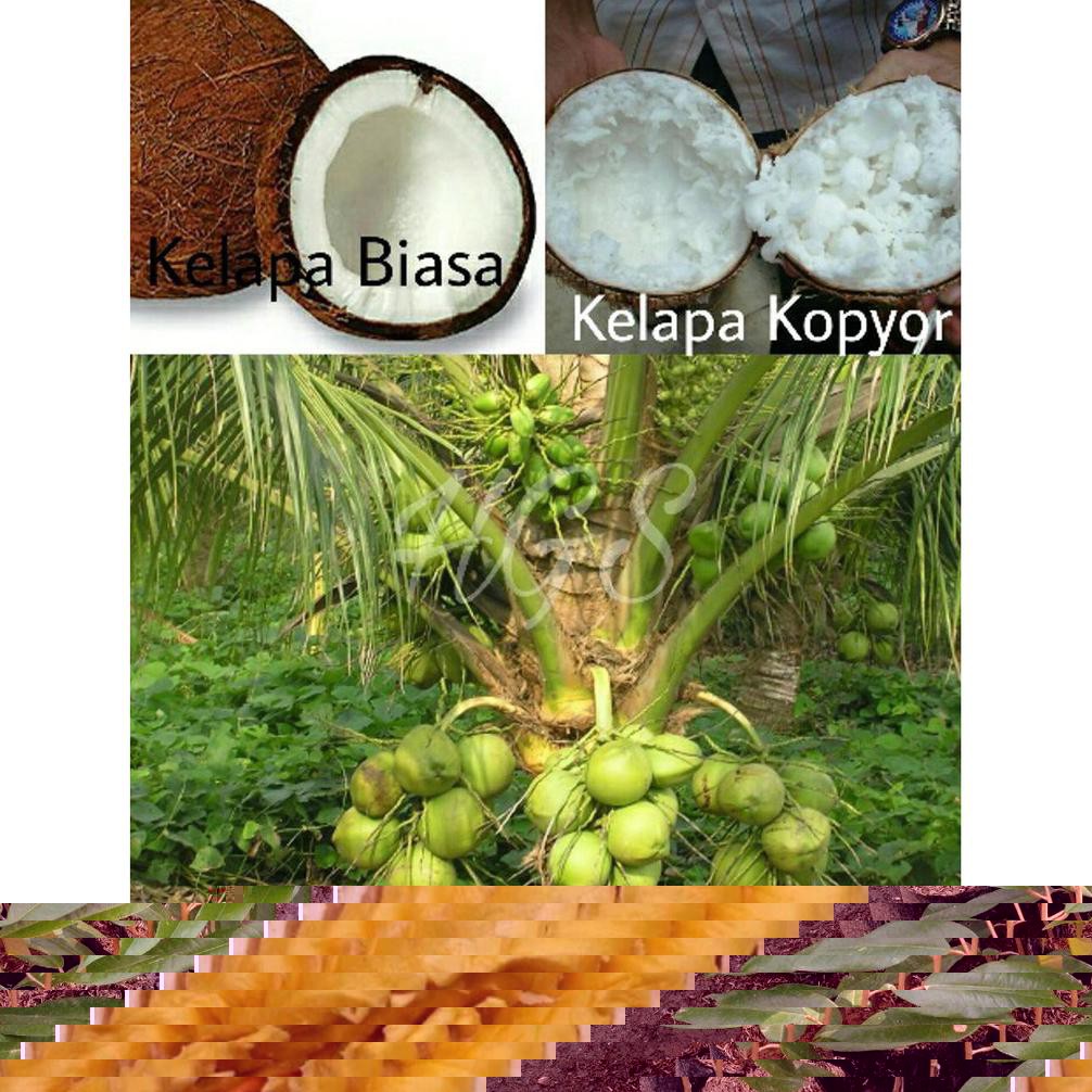 R01 Bibit Buah Durian Musang King Asal Malaysia Aslii *_$